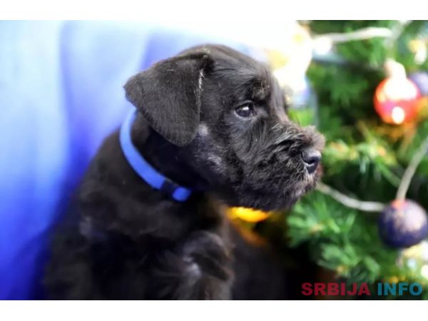 Patuljasti, srednji snaucer i veliki &scaron;naucer stenci 