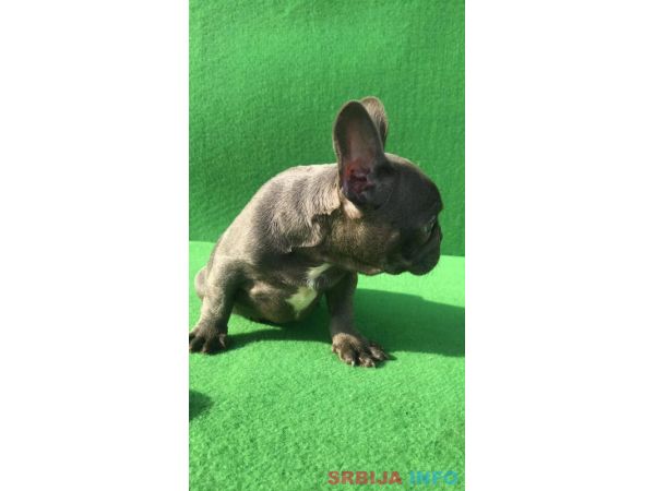 Top &scaron;tene plavog Francuskog buldoga