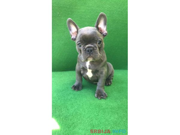 Top &scaron;tene plavog Francuskog buldoga