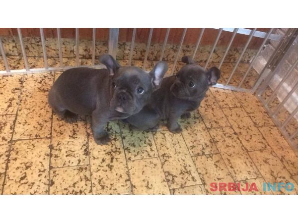 Top &scaron;tene plavog Francuskog buldoga