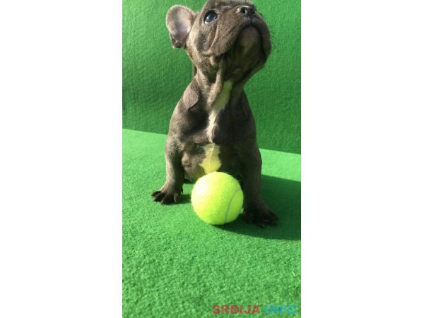 Top &scaron;tene plavog Francuskog buldoga