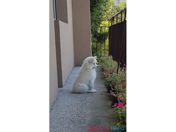 Sibirski samojed štenci 