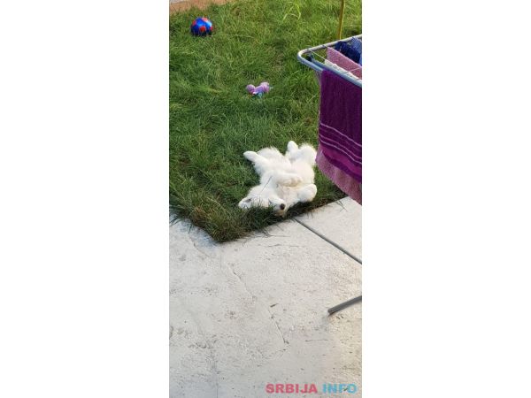 Sibirski samojed štenci 