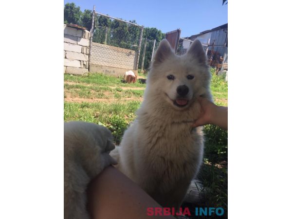 Sibirski samojed štenci 