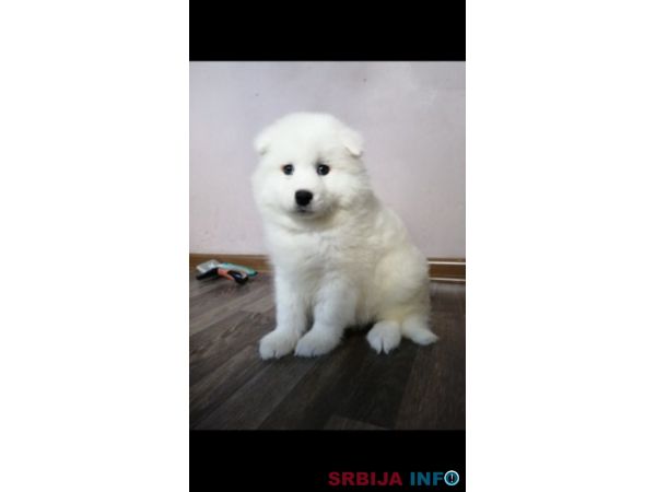 Sibirski samojed štenci 