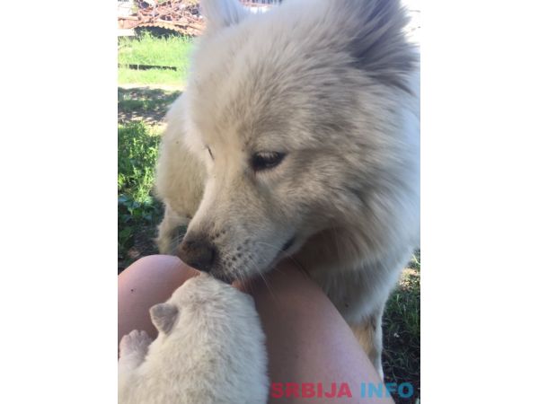 Sibirski samojed štenci 