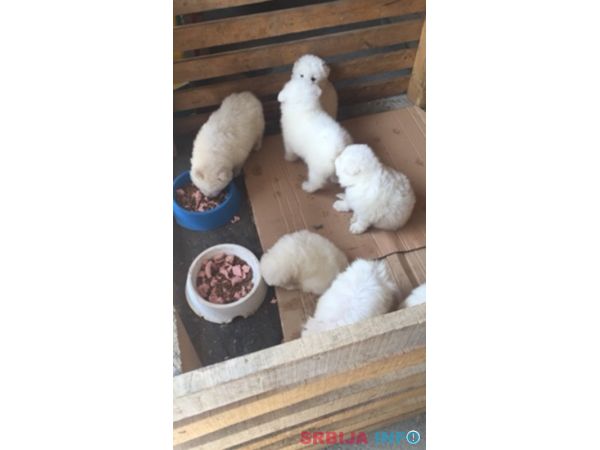 Sibirski samojed štenci 