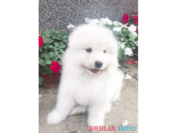 Sibirski samojed štenci 