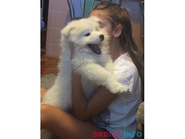 Sibirski samojed štenci 