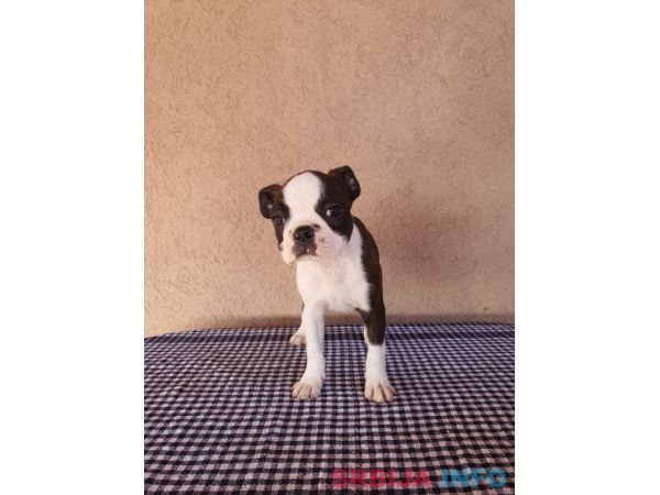 Boston Terijer mu&scaron;ko &scaron;tene