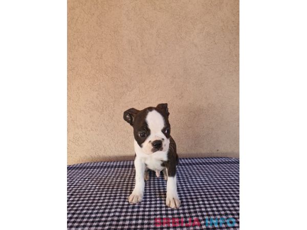 Boston Terijer mu&scaron;ko &scaron;tene