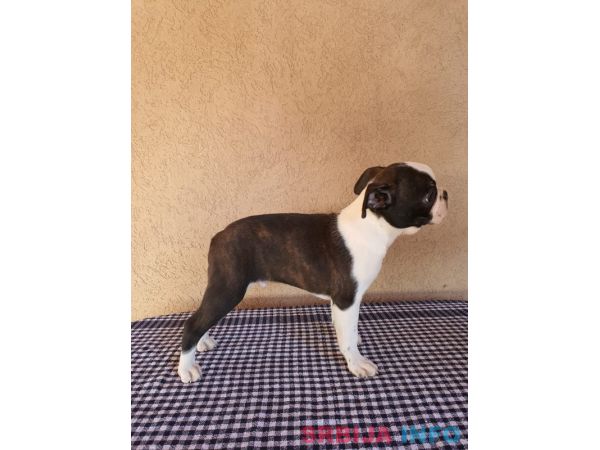 Boston Terijer mu&scaron;ko &scaron;tene