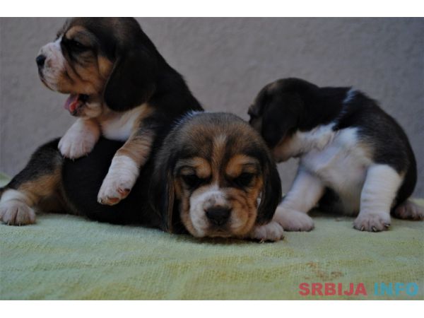 &Scaron;tenci bigla 