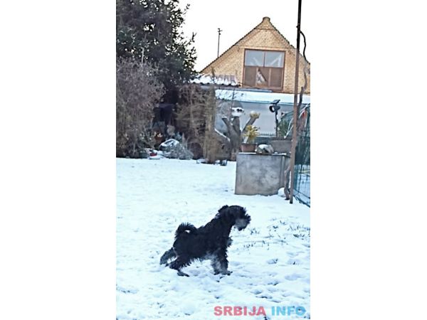 Patuljasti šnaucer štene