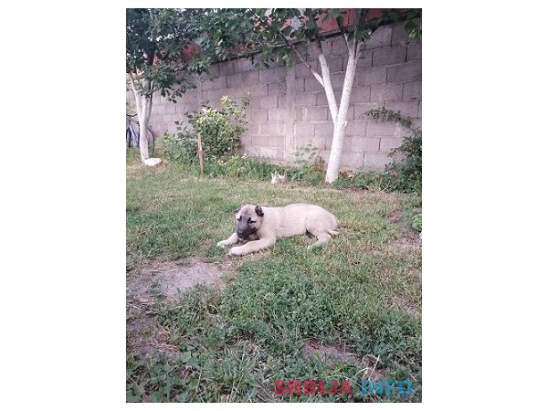 Turski Kangal, muško štene