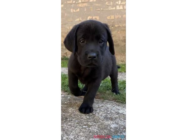 Labrador Retriver VRHUNSKI štenci-DRESIRANI