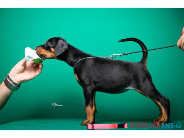 Doberman &scaron;tenci vrhunskog porekla