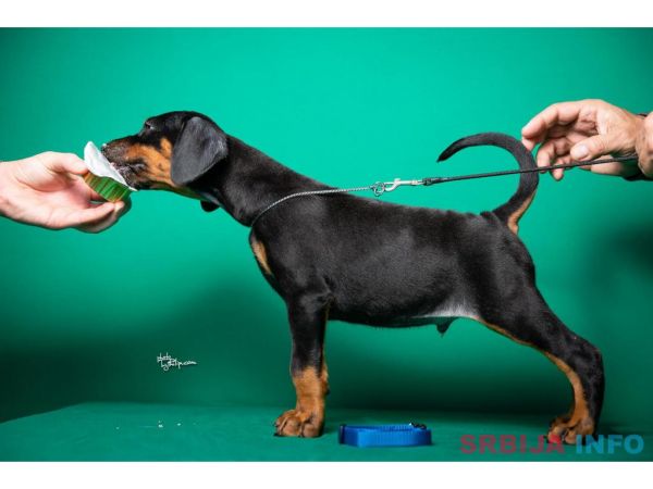 Doberman &scaron;tenci vrhunskog porekla