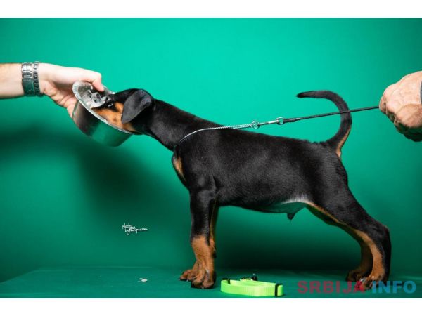 Doberman &scaron;tenci vrhunskog porekla