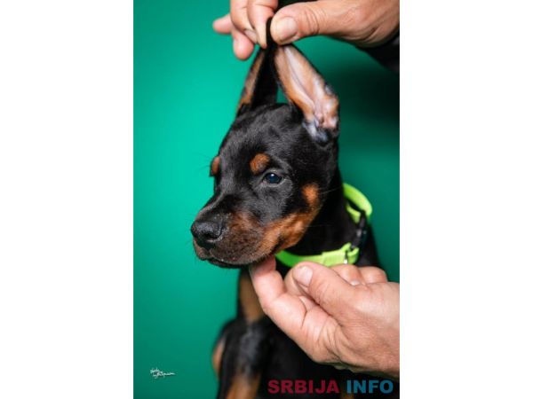 Doberman &scaron;tenci vrhunskog porekla