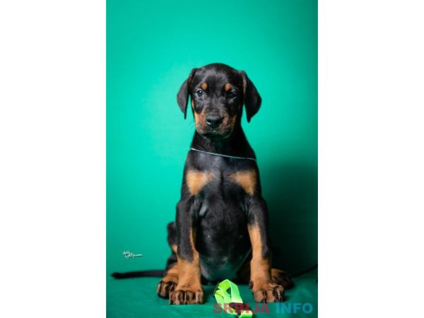 Doberman &scaron;tenci vrhunskog porekla