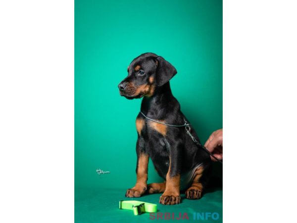 Doberman &scaron;tenci vrhunskog porekla