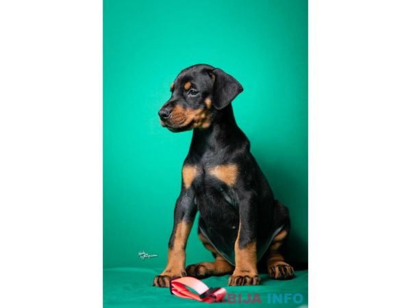Doberman &scaron;tenci vrhunskog porekla