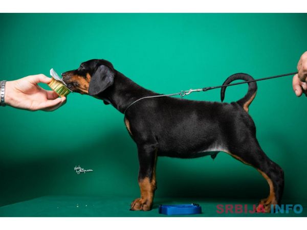 Doberman &scaron;tenci vrhunskog porekla