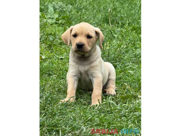 Na prodaju &scaron;tenci labrador retrivera&ndash;vakcinisani i spremni za novi dom!