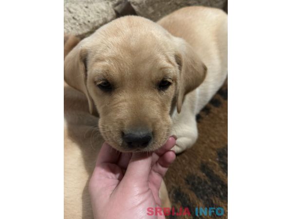 Na prodaju &scaron;tenci labrador retrivera&ndash;vakcinisani i spremni za novi dom!