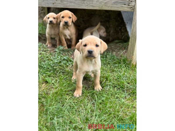 Na prodaju &scaron;tenci labrador retrivera&ndash;vakcinisani i spremni za novi dom!