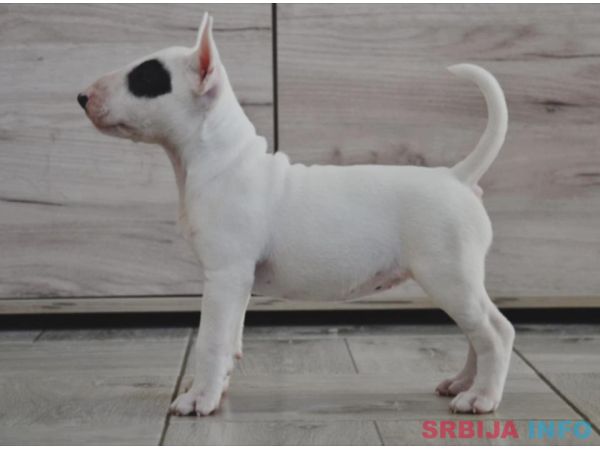 BULL TERRIJERI 