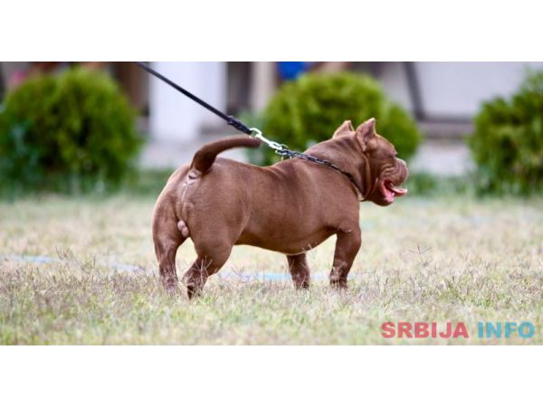 Microbully štenci