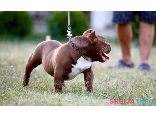 Microbully štenci