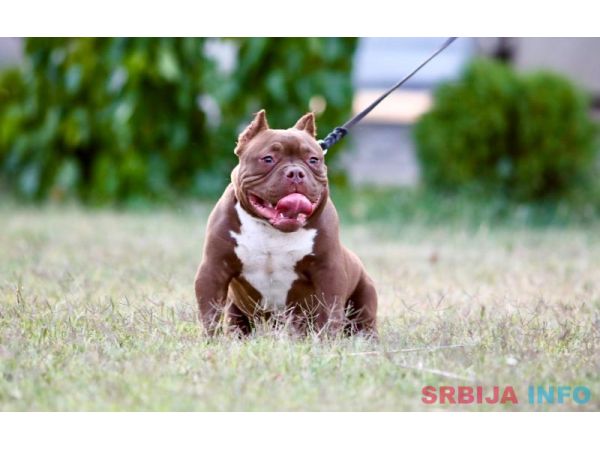 Microbully štenci