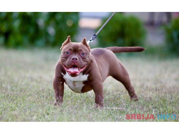 Microbully štenci