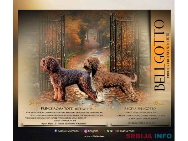Lagotto Romagnolo štenci