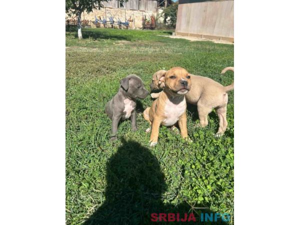 AMERIČKI PIT BUL &scaron;tenci 
