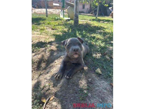 AMERIČKI PIT BUL &scaron;tenci 