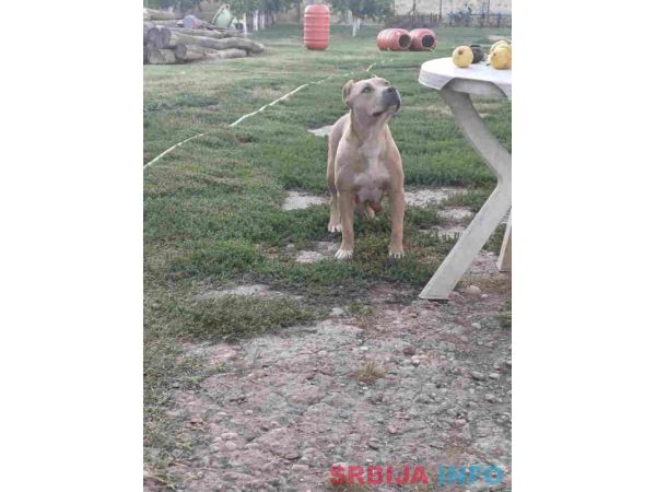AMERIČKI PIT BUL &scaron;tenci 