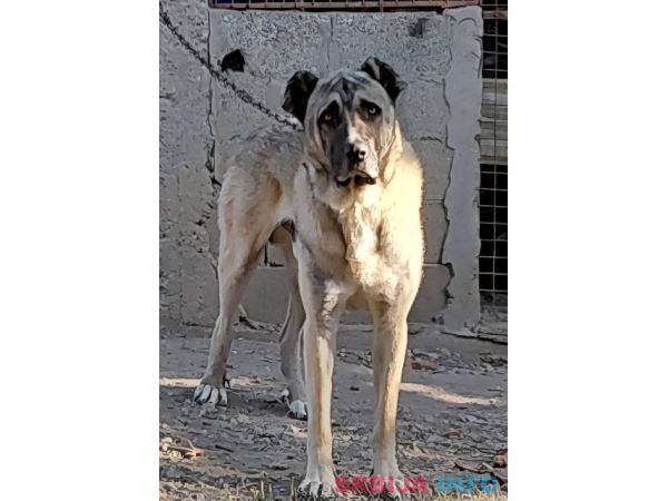 Turski Kangal, mužjak