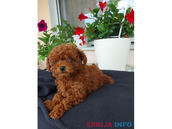 Toy teacup crvena pudla
