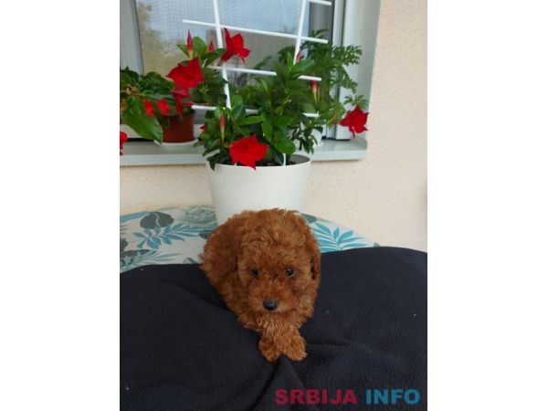 Toy teacup crvena pudla