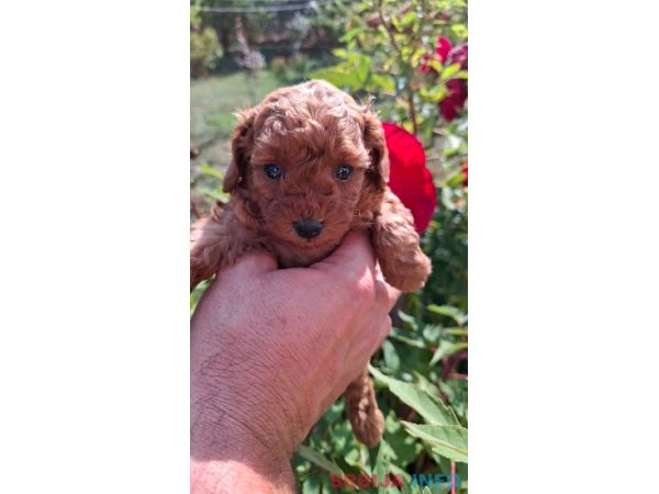 Toy teacup crvena pudla