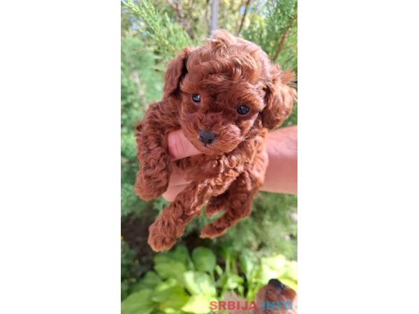 Toy teacup crvena pudla