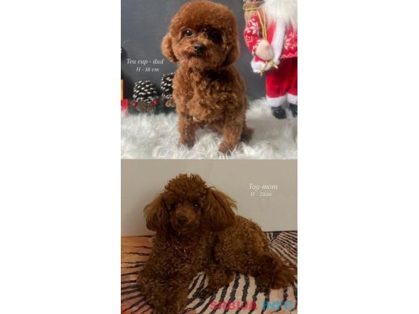 Toy teacup crvena pudla