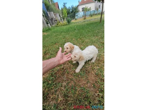 &Scaron;tenci Lagoto Romanjole
