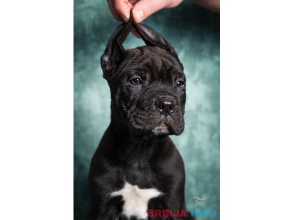 Cane Corso stenad