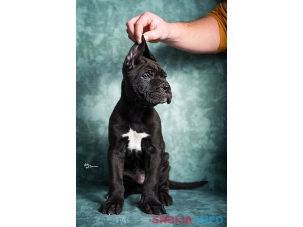 Cane Corso stenad