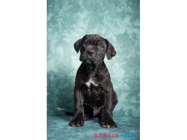Cane Corso stenad